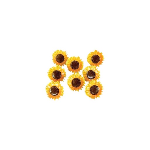 [594795] Brads Girasol